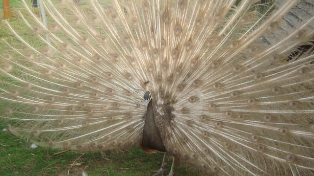 Cameo Peafowl