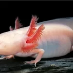 How Much Does An Axolotl Cost - All You Want to Know