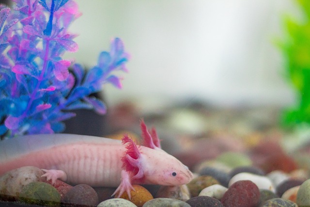 How Much Does An Axolotl Cost - All You Want to Know