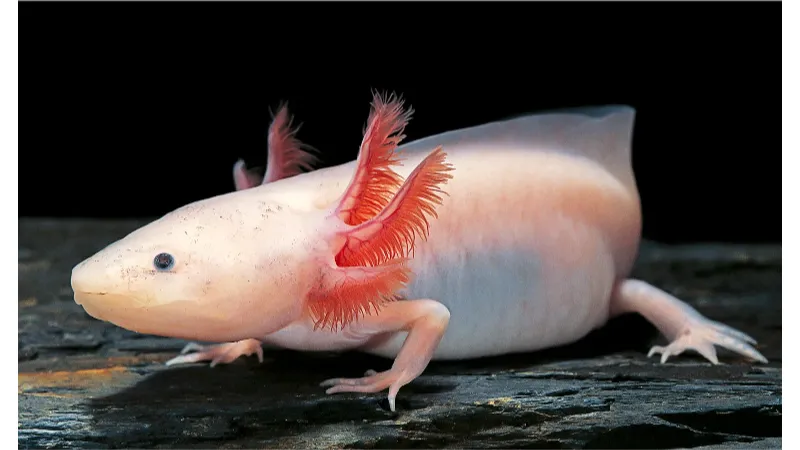 How Much Does An Axolotl Cost - All You Want to Know