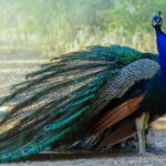 How Much Does a Peacock Cost - the Ultimate Guide