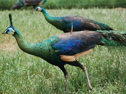 Java Green Peafowl and Subspecies