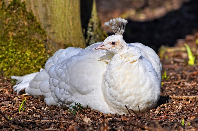 White Peafowl